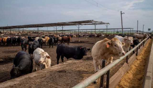 الصحة العالمية تحذر.. العثور على فيروس H5N1 في حليب الأبقار بأمريكا