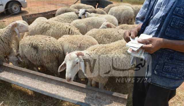 هذه نقاط بيع أضاحي العيد بالعاصمة