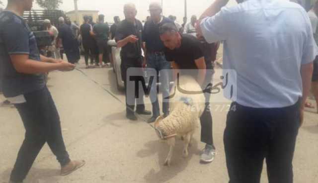 مدير أليفار: لا يمكن ترك الأضحية في الإسطبل بعد شرائها