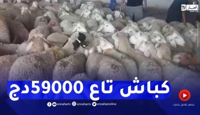 شاهد..كباش من الحجم الصغير بسعر 59 ألف دج