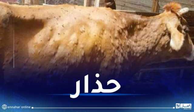وزارة الفلاحة: هذه طريقة إنتقال مرض “الجلد العقدي” لدى الأبقار
