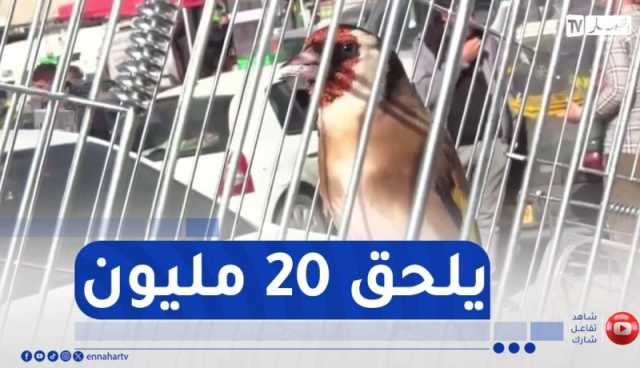 مصنف كأفضل سلالة عالميا..المقنين الجزائري بأسعار خيالية