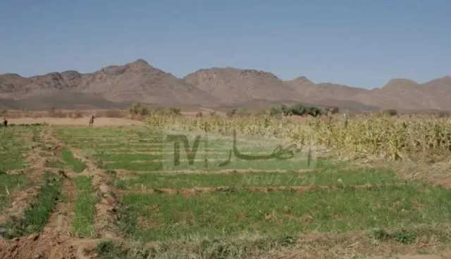 ديوان الأراضي الفلاحية يوزع أزيد من 120 ألف هكتار من الأراضي.. والباب مفتوح للجزائريين وللمغتربين