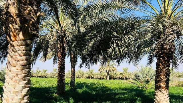 “سوينج فيش”.. نموذج رائد للمزارع الوطنية الشاملة ووجهة جاذبة للسياحة الخضراء