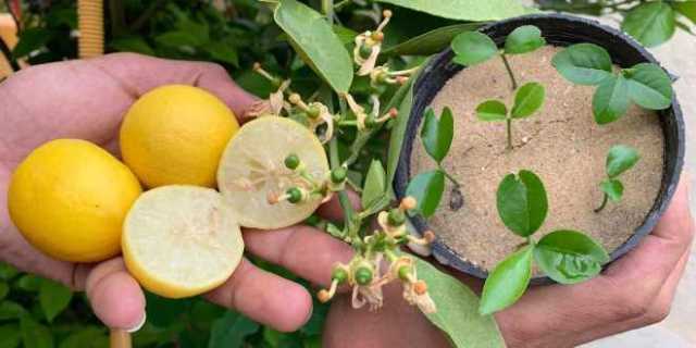 ليمون ببلاش.. طريقة زراعة الليمون في المنزل بدون تكاليف