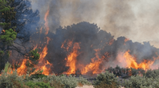 طبرقة: حريق بغابة ملولة وتدخّلات الحماية المدنية متواصلة