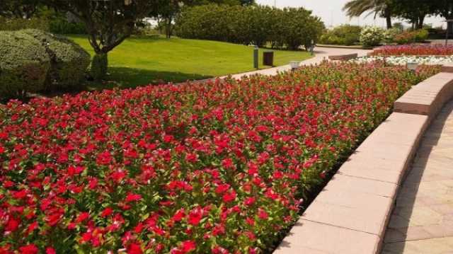 'بلدية أبوظبي' تنجز زراعة أكثر من 5 ملايين زهرة