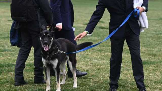 كلب بايدن يهاجم موظفين وعناصر بالخدمة السرية... ومسؤولون في البيت الأبيض يعلقون