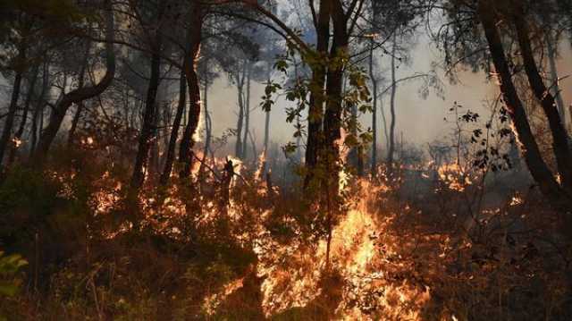 مدير الدفاع المدني يكشف لـ'سبوتنيك' سبب حرائق اللاذقية