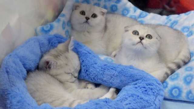 90% من قطط قبرص تنفق بسبب فيروس أتى من البشر
