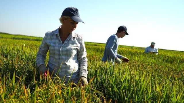 روسيا تفرض حظرا على تصدير الأرز حتى نهاية العام الحالي