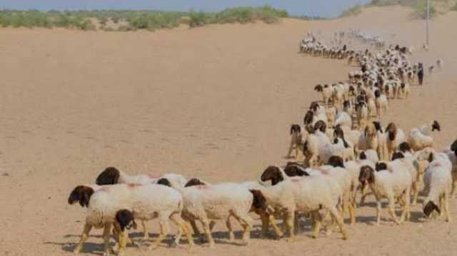 31 يوما لعودة المواشي المملوكة لغير المواطنين لدولهم..صور