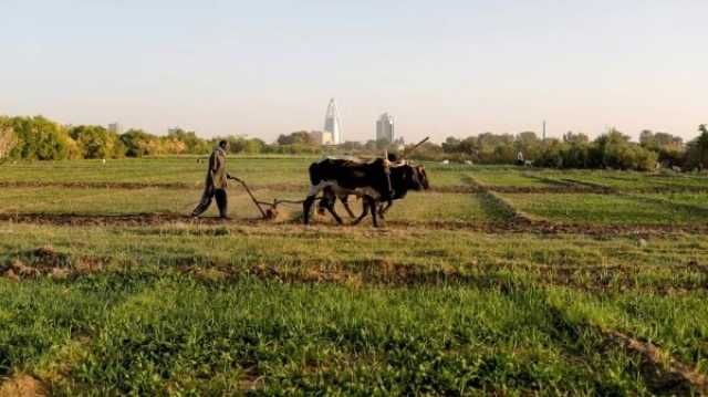 إقتصاد حرب الجيش و الدعم السريع تُعرّض الإنتاج الزراعي في السودان للخطر