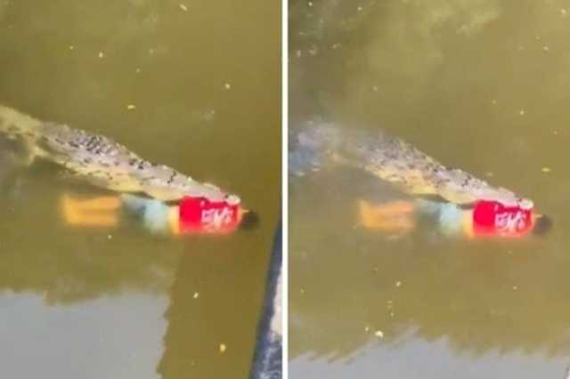 فيديو مرعب.. تمساح يلتهم لاعب كرة قدم ويسحبه وسط المياه