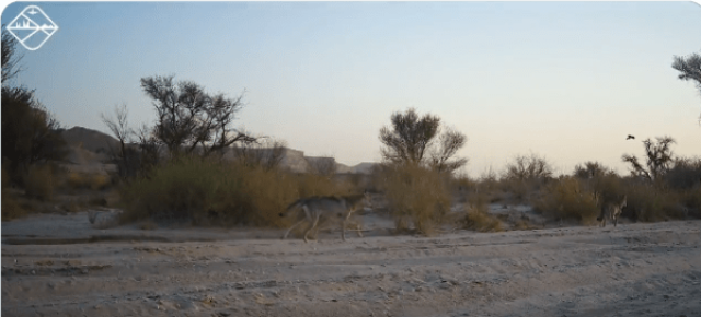 بالفيديو.. ظهور «الذئب العربي» في محمية الملك خالد الملكية بالرياض