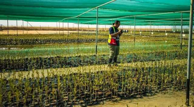 البحر الأحمر الدولية تُطلق مشتلاً جديداً لزراعة 50 مليون شجرة مانغروف