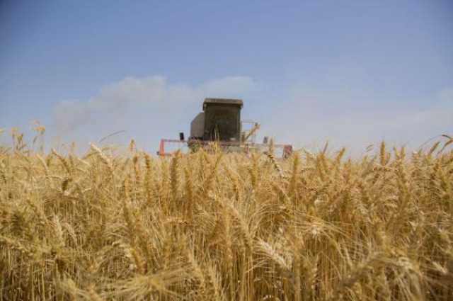 موسم التسويق الحنطة هو الأنجح باستلام أكثر من 5 ملايين طن