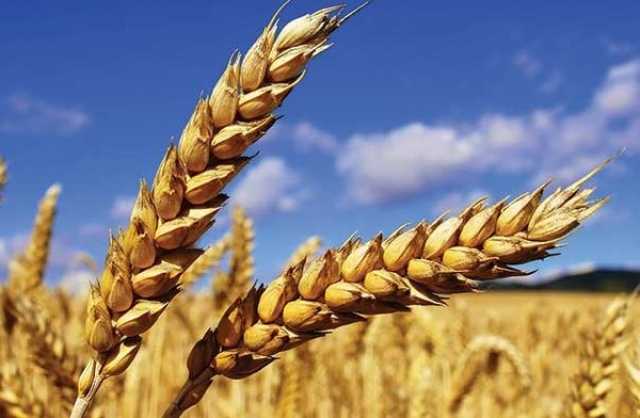 ارتفاع مستمر في اسعار القمح بنسبة 1.27%