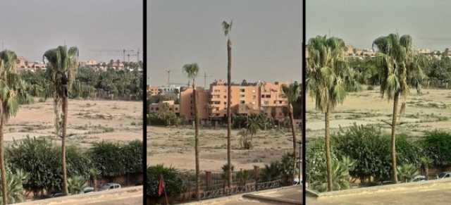 نشطاء يسائلون العمدة المنصوري عن جدوى أشجار النخيل الأجنبية “العقيمة” بشوارع مدينة مراكش
