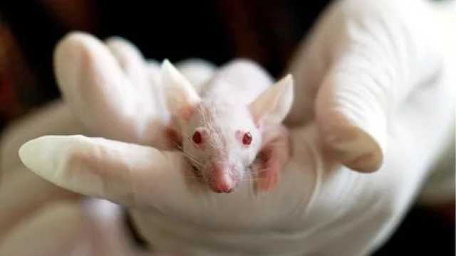 تجربة علمية تنجح بإطالة عمر فئران مسنة.. هل تحارب الشيخوخة؟ طب وصحة