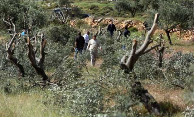 بيت لحم: مستوطنون يقتلعون عشرات أشجار الزيتون المعمّرة