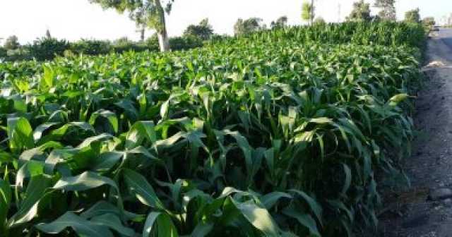 زراعة الدقهلية يقدم توصيات للمحاصيل الصيفية بسبب ارتفاع دراجات الحرارة