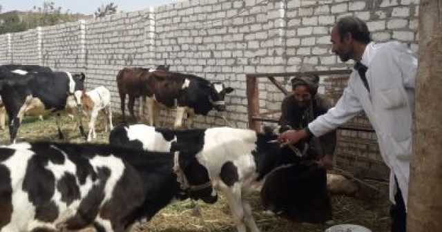 تحصين 192 ألف رأس ماشية خلال الحملة القومية ضد الحمى القلاعية بالبحيرة