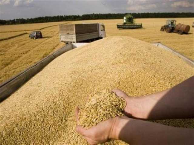 أستاذ كلية الزراعة يحذر من أزمة القمح الروسية الأوكرانية
