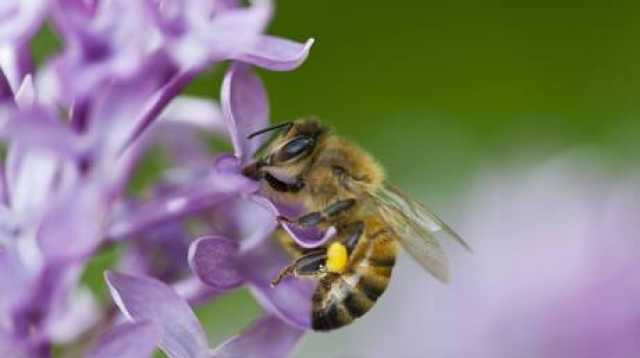 العلوم والتكنولوجيا سكر طبيعي يقتل نحل العسل قد يكون سلاحا سريا ضد السرطان وينقذ حياة الملايين من البشر