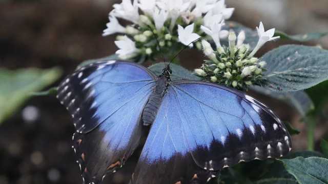 يورونيوز : شاهد: عشاق الطبيعة في المملكة المتحدة مدعوون إلى عد الفراشات