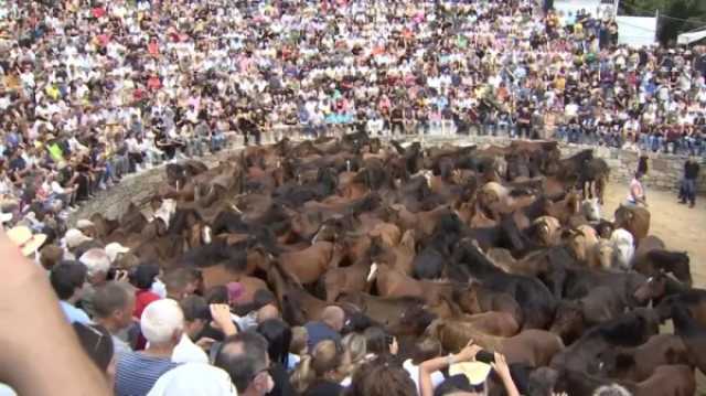 يورونيوز : شاهد: مهرجان في إسبانيا لملاحقة الخيول وقصّ شعرها