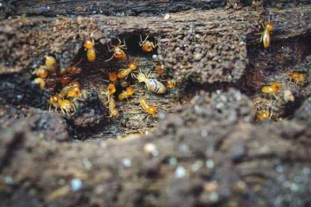 طرقة طبيعية فعالة لطرد النمل الأبيض من المنزل صيفا وبشكل نهائي.. دون مبيدات منوعات