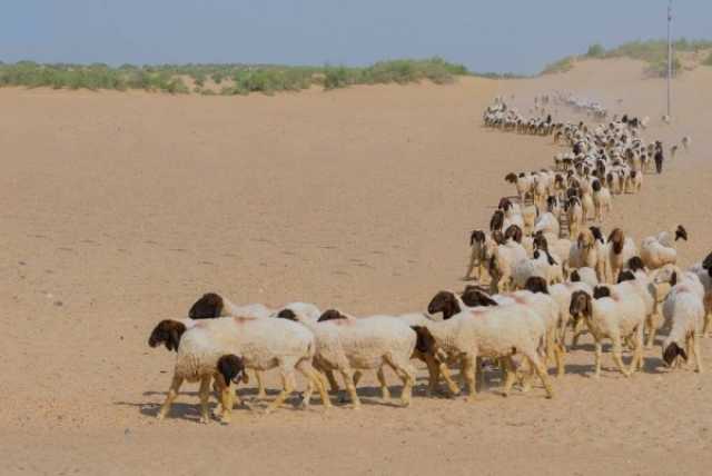 «البيئة»: 31 يومًا على انتهاء مهلة عودة المواشي المملوكة لغير السعوديين إلى دولهم