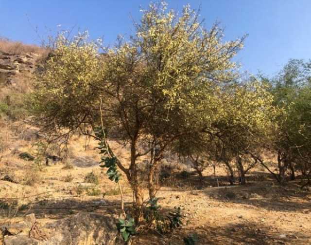 شجرة الصمغ العربي ..أهميّة طبيّة واقتصادية