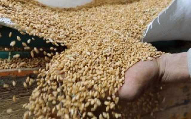 صحيفة البيان : ‬ الأمم المتحدة: مصير اتفاق تصدير الحبوب لا يزال مجهولاً