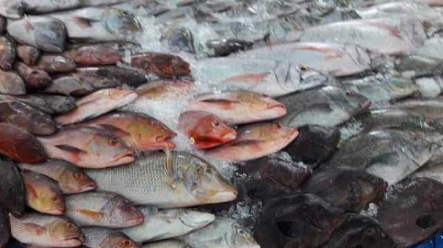 تراجع سعر الأسماك اليوم الجمعة 21 يوليو.. والبلطي يسجل 64 جنيها خدمات