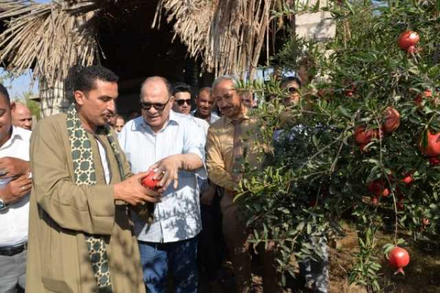 «محافظ أسيوط» يتفقد زراعات محصول الرمان بمركز البدارى