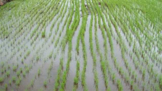 رغم موجة الحرارة.. الزراعة: التجهيز لحصاد الأرز والذرة
