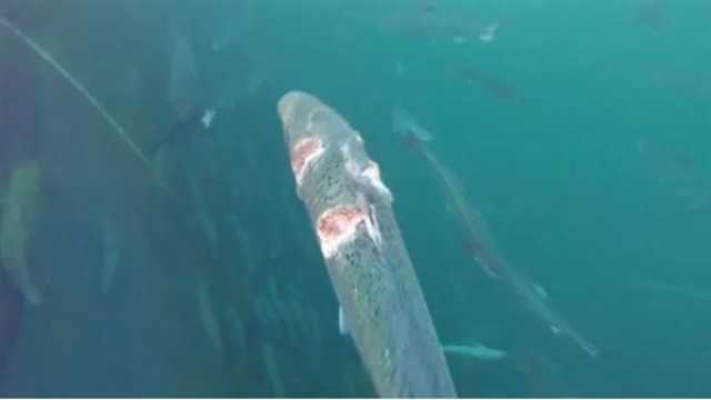 ظهور مرعب لسمكة الزومبي في المياه البريطانية منوعات