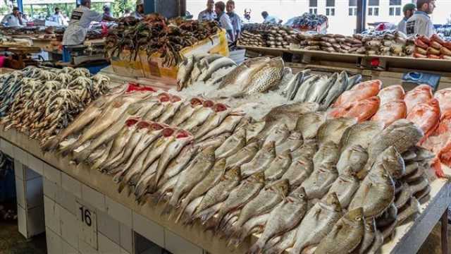 اقتصاد 90 جنيه للبلطى.. أسعار الأسماك والجمبرى اليوم الخميس 20 يوليو 2023