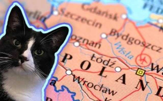 مخاوف من تفشي وباء عالمي جديد بعد نفوق قطط في بولندا بإنفلونزا الطيور