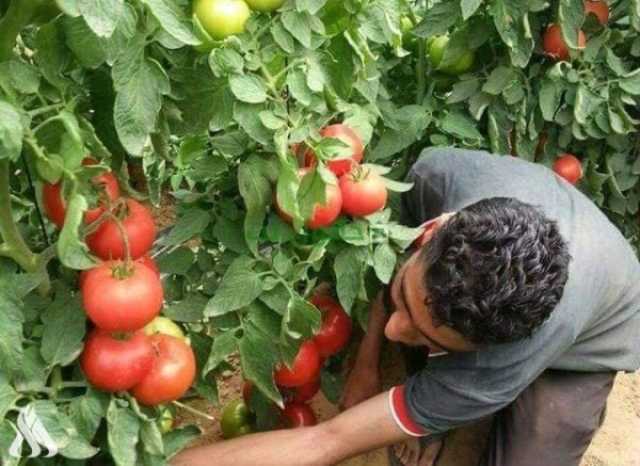 زراعة كربلاء المقدسة تعلن عن المساحة المزروعة المعتمدة على الآبار