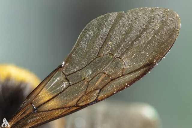 اكتشاف خاصية علاجية في أجنحة الحشرات منوعات
