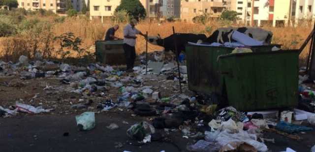 مصادرة بقرة في أبي سمراء اليوم.. والسبب؟