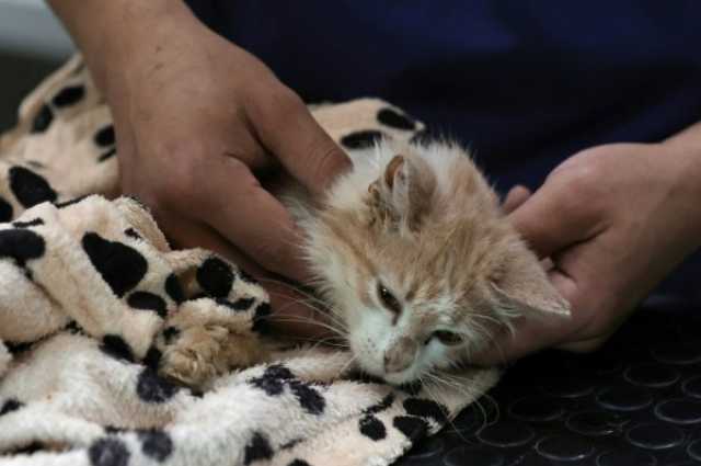 علوم وباء حيواني يجعل قبرص 'جزيرة للقطط النافقة' وقد يمتد إلى لبنان وإسرائيل وتركيا