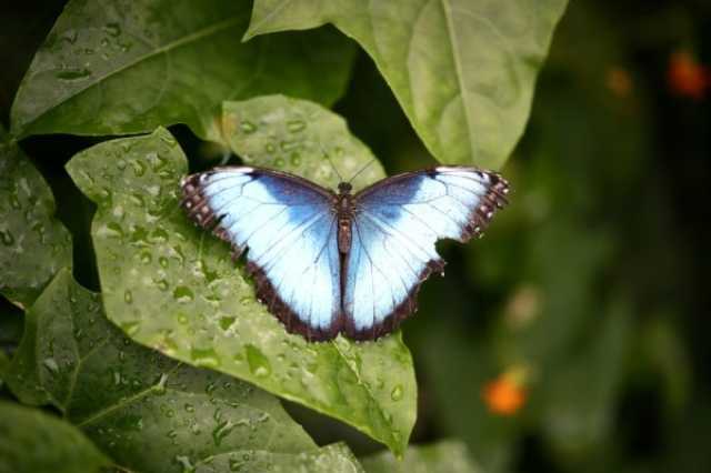 علوم محبّو الطبيعة في المملكة المتحدة مدعوون إلى عد الفراشات