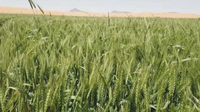 أسواق السعودية تصرف مستحقات الدفعة العاشرة لمزارعي القمح المحلي