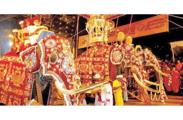أفيال تهاجم العشرات في احتفال «بوذي» في سريلانكا