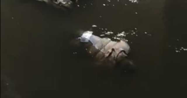 قوات الإنقاذ النهرى بالدقهلية تنتشل جثة غريق من ترعة