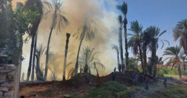 السيطرة على حريق في أشجار نخيل بنجع العرب جنوب الأقصر دون مصابين